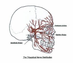 Trigeminal Nerve Diagram by Ann Eastman